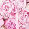 Peony Hues JUNE 15 2023 2 1 Peony Hues JUNE 15 2023 2 1