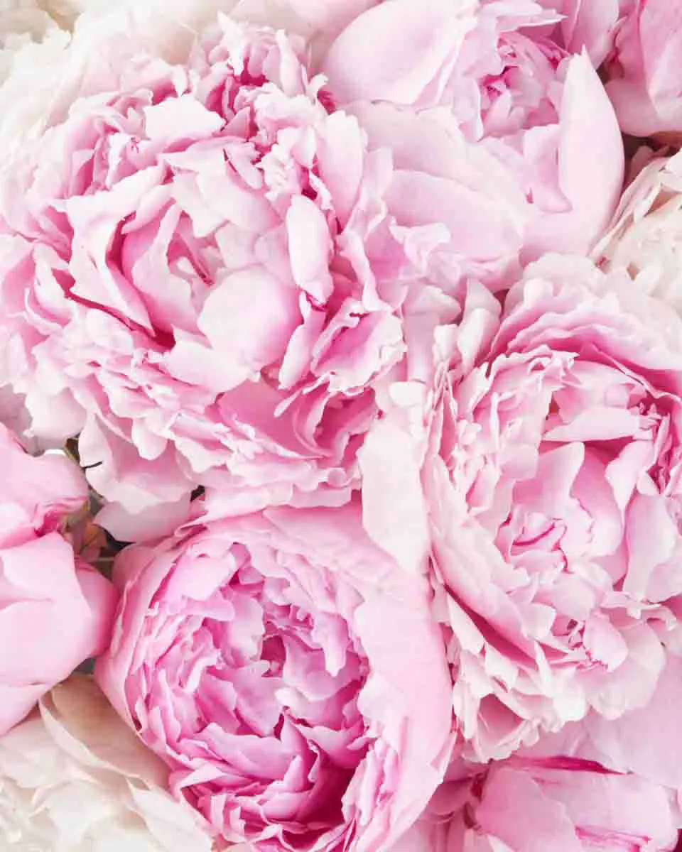 Peony Hues JUNE 15 2023 2 1 Peony Hues JUNE 15 2023 2 1
