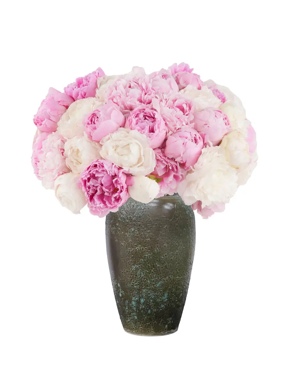Peony Hues Nov 2024 Peony Hues Nov 2024