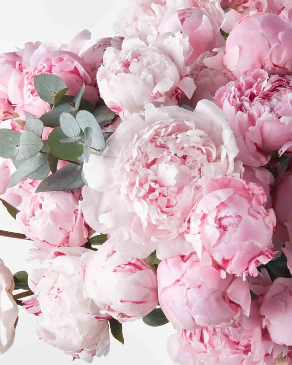 Peony Madness 3 Peony Madness 3