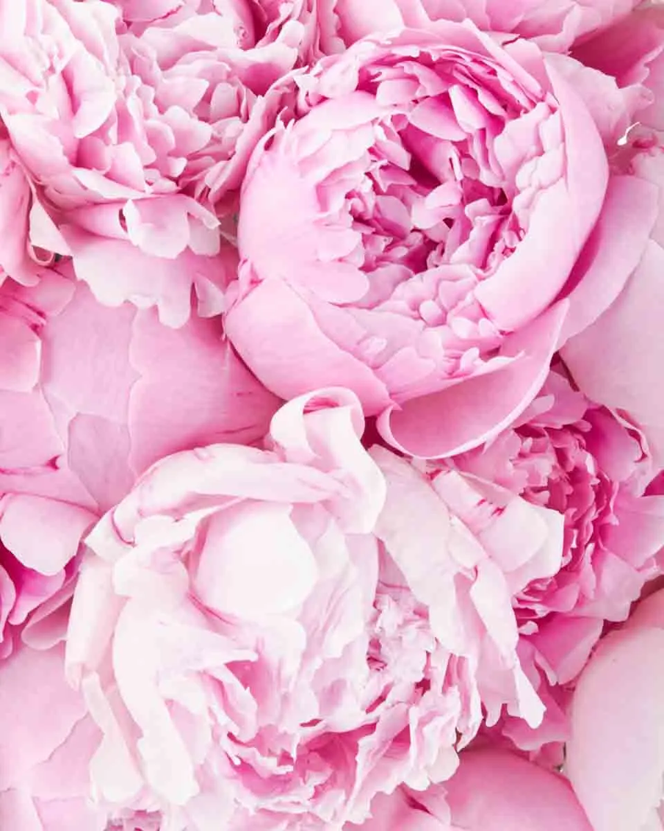 Peony Story JUNE 15 2023 1 Peony Story JUNE 15 2023 1