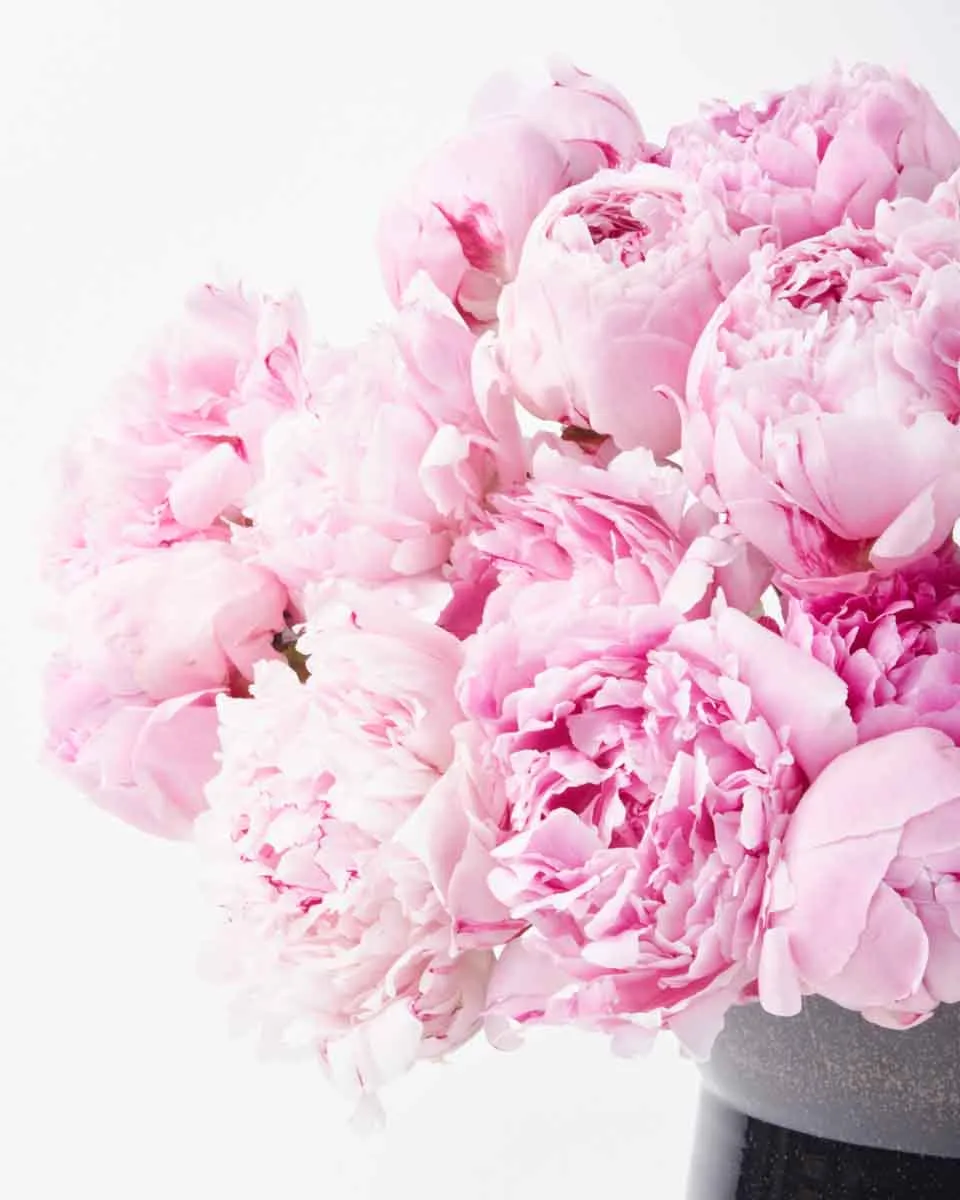 Peony Story JUNE 15 2023 3 Peony Story JUNE 15 2023 3