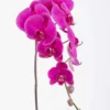 Phalaenopsis Sensation purple JUNE 15 2023 1 1 Phalaenopsis Sensation purple JUNE 15 2023 1 1