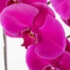 Phalaenopsis Sensation purple JUNE 15 2023 1 Phalaenopsis Sensation purple JUNE 15 2023 1