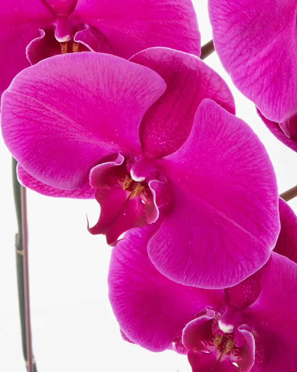 Phalaenopsis Sensation purple JUNE 15 2023 1 Phalaenopsis Sensation purple JUNE 15 2023 1