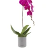 Phalaenopsis Sensation purple JUNE 15 2023 Phalaenopsis Sensation purple JUNE 15 2023
