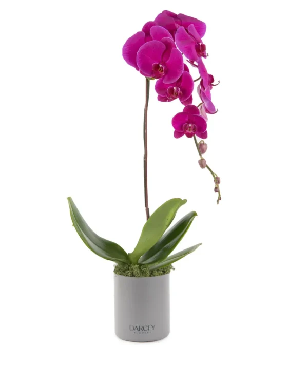 Phalaenopsis Sensation purple JUNE 15 2023