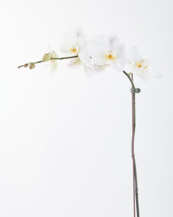 Phalaenopsis Sensation white JUNE 19 2023