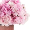 Pink Lovers 2025 2 Pink Lovers 2025 2