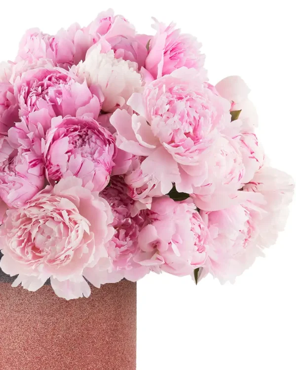 Pink Lovers 2025 2