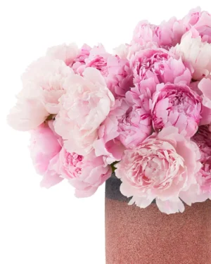 Pink Lovers 2025 3