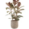 Plant Goody Plant Goody