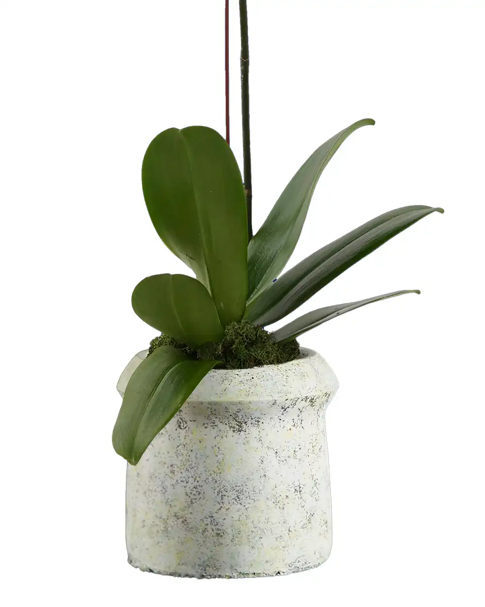 Pristine Edited3 Pristine Edited3