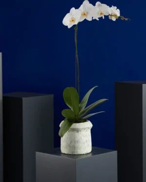 Pristine NIMA GREY VASE TO PUT WHITE VASE PHALENOPSIS WHITE SENSATION ARRANGEMENT