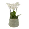 Pure White Mini 1 July 2025