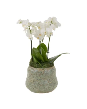 Pure White Mini 1 July 2025