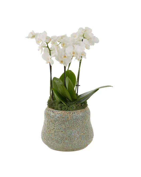 Pure White Mini 1 July 2025