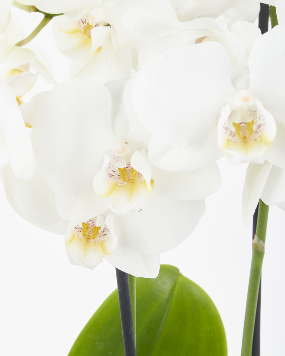 Pure White Mini JUNE 15 2023 1 Pure White Mini JUNE 15 2023 1
