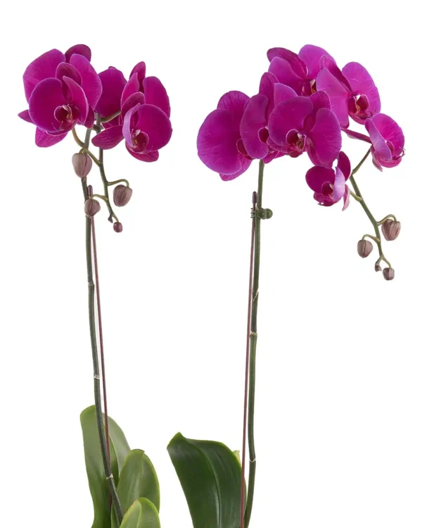 Purple Glory 10 May 2025 2