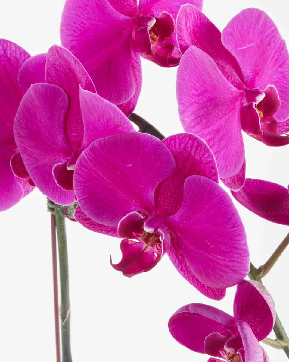Purple Glory JUNE 16 2023 1 Purple Glory JUNE 16 2023 1