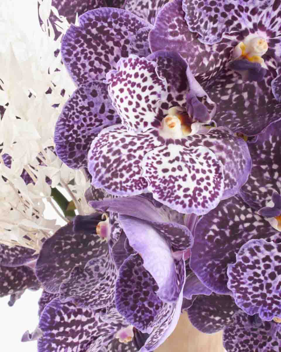 Purple Sway JUNE 22, 2023 1 Purple Sway JUNE 22, 2023 1