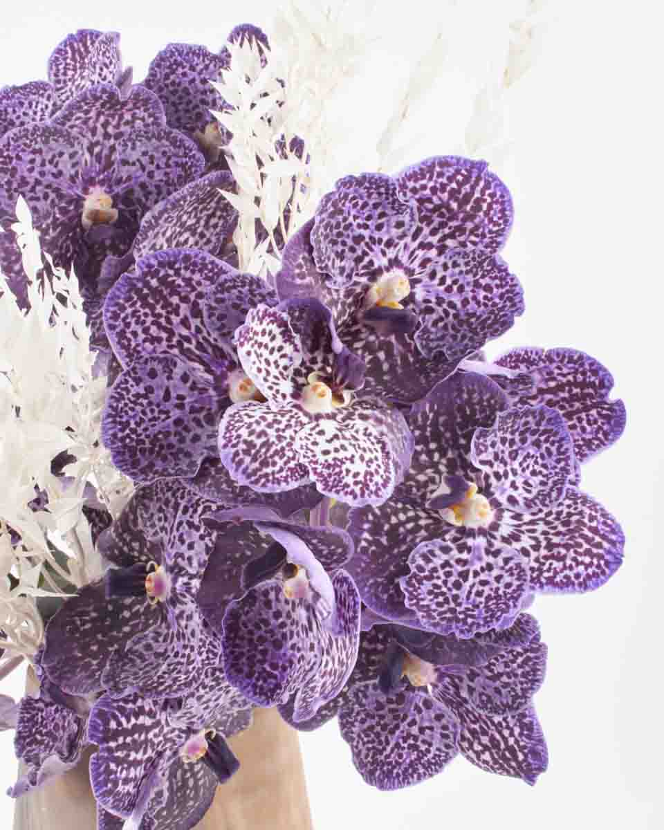 Purple Sway JUNE 22, 2023 Purple Sway JUNE 22, 2023