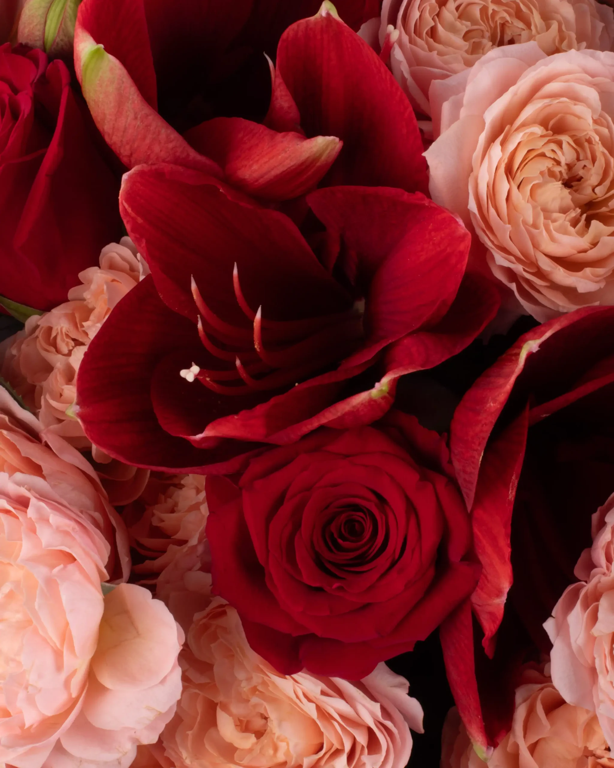 REMEMBER LOVE SUPERB CLOSEUP scaled 1 REMEMBER LOVE SUPERB CLOSEUP scaled 1