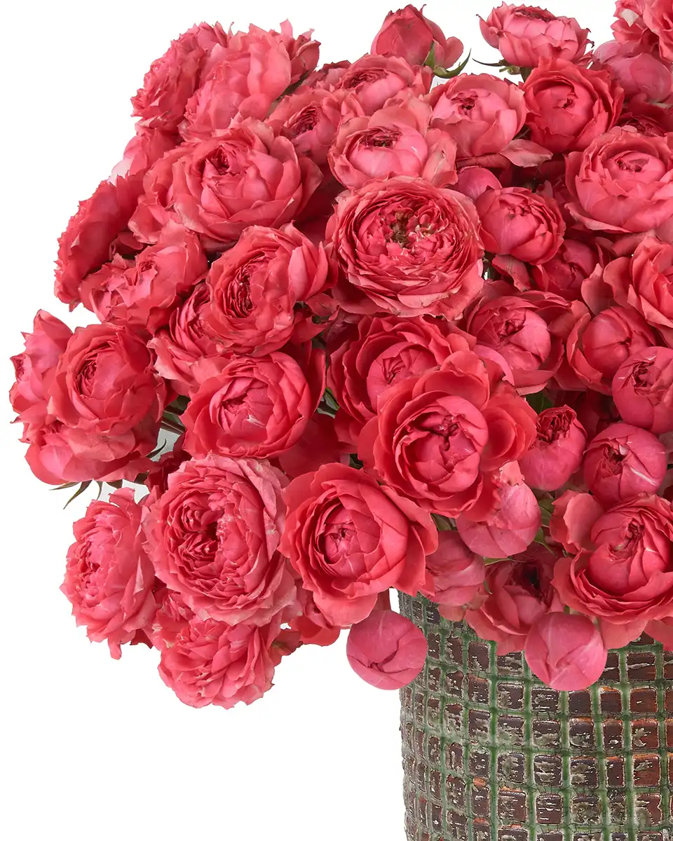 Raspberry Blooms Details2 Aug 2025 Raspberry Blooms Details2 Aug 2025