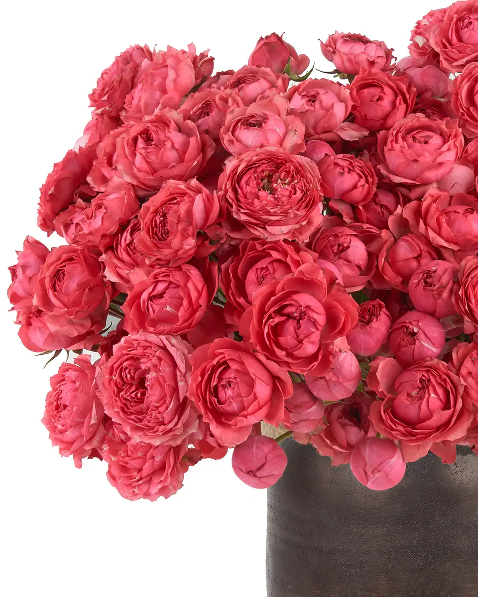 Raspberry Bloomsnew vase JUNE 12 2023 copy Raspberry Bloomsnew vase JUNE 12 2023 copy