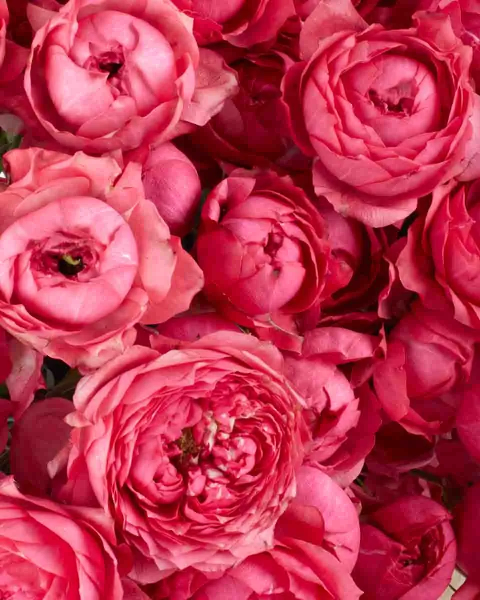 Raspberry Bloomsnew vase JUNE 12 2023 4 Raspberry Bloomsnew vase JUNE 12 2023 4