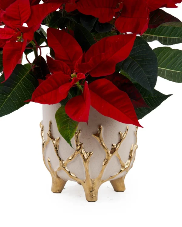 Regal PoinsettieNEW PRODUCT10  NEW VASE ARRANGEMENT VASE