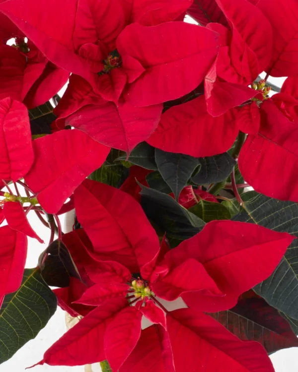 Regal PoinsettieNEW PRODUCT10  VASE CLOSEUP DETAILSPEONY RED  WITHOUT WRAPPING 15