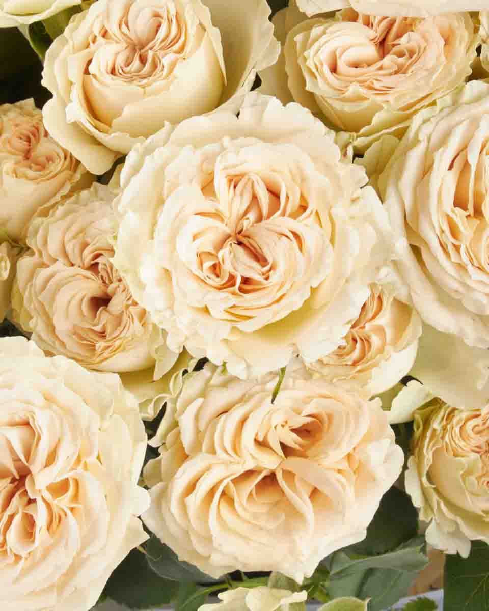 Roselle impressive 29 August 2025 1 Roselle impressive 29 August 2025 1