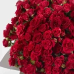 Ruby Red GRAND JUNE 13 2023 2