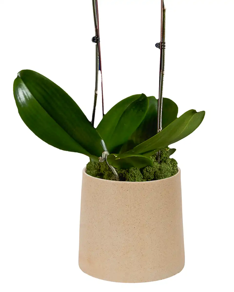 Rustic Purple Details1