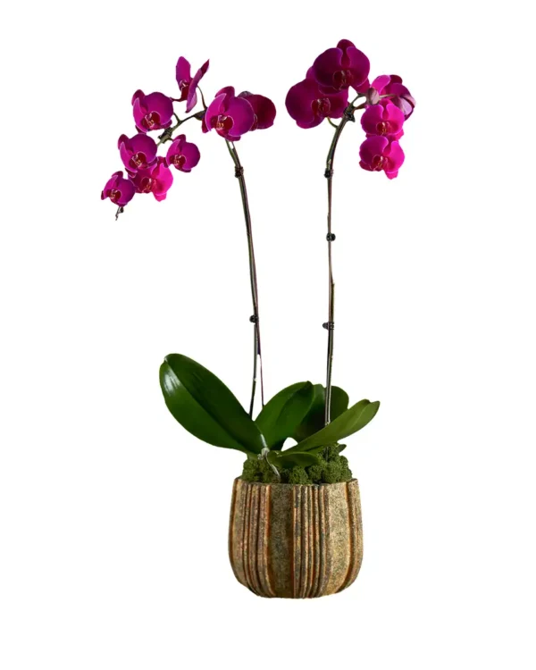 Rustic Purple Edited