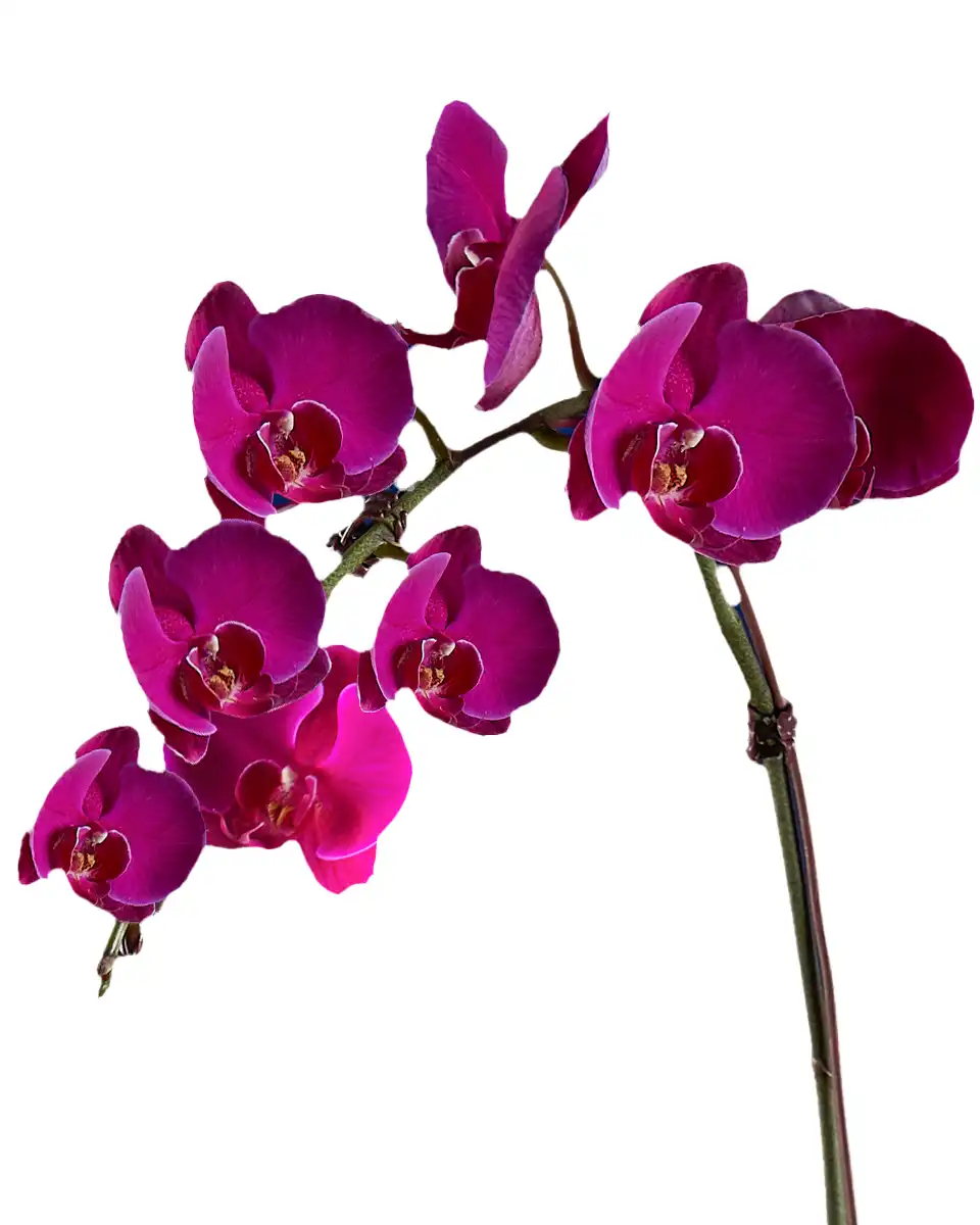 Rustic Purple Edited2 Rustic Purple Edited2