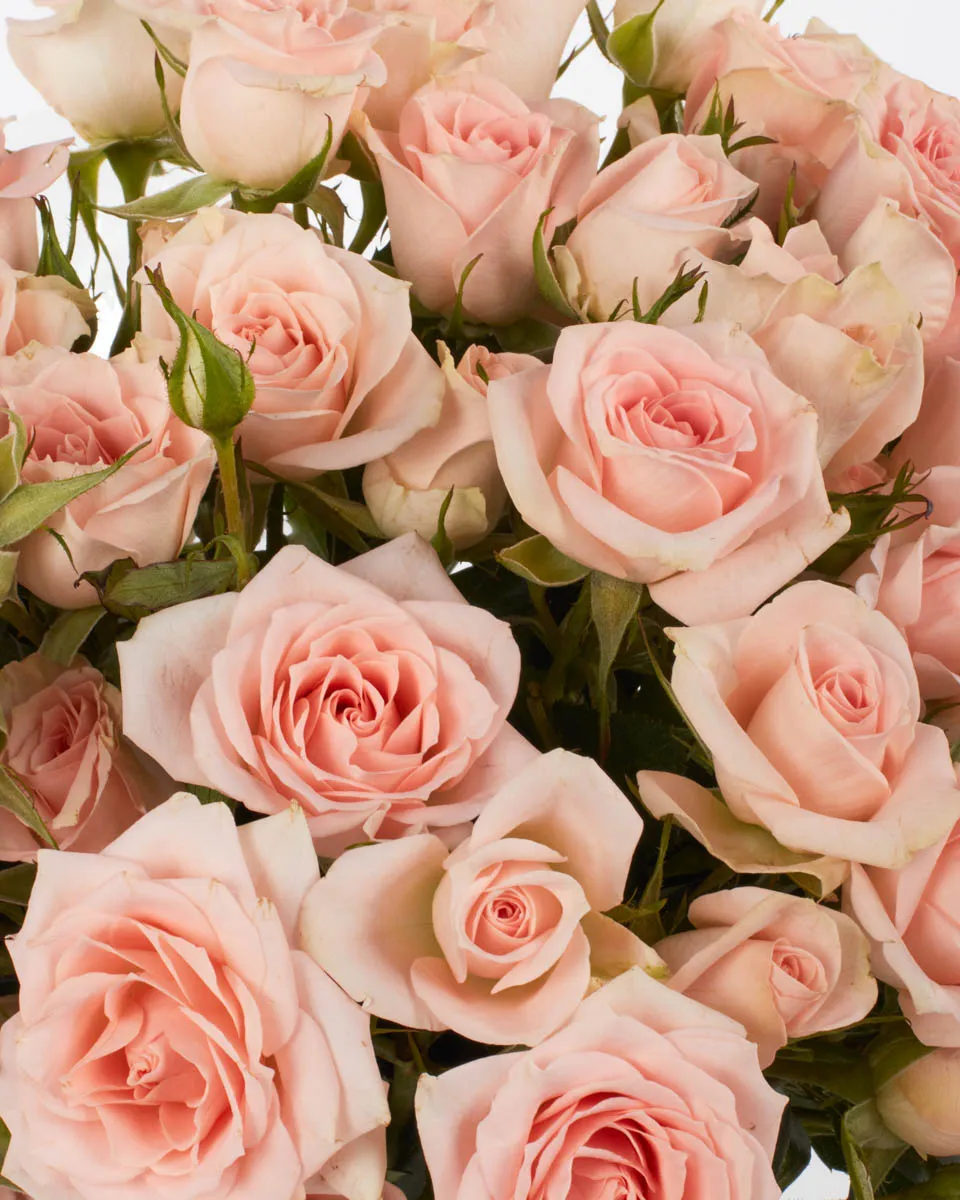 SARAH BABY 4 JUNE 1 2023 SARAH BABY 4 JUNE 1 2023