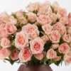 SARAH BABY Pink JUNE 25 2024 SARAH BABY Pink JUNE 25 2024