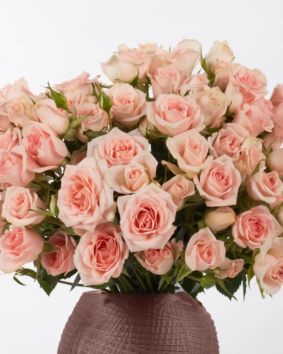 SARAH BABY Pink JUNE 25 2024 SARAH BABY Pink JUNE 25 2024