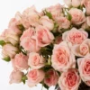 SARAH BABY Pink JUNE 25 2024 2 SARAH BABY Pink JUNE 25 2024 2