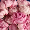 SEND PEONIES 2.jpg