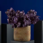 SHOWY VANDA JEFF LEATHAM