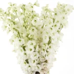 SNOW WHITE 1 JUNE 1 2023