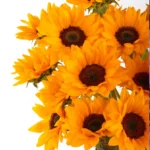 SUNFLOWER BABY JUNE 2 2023 1