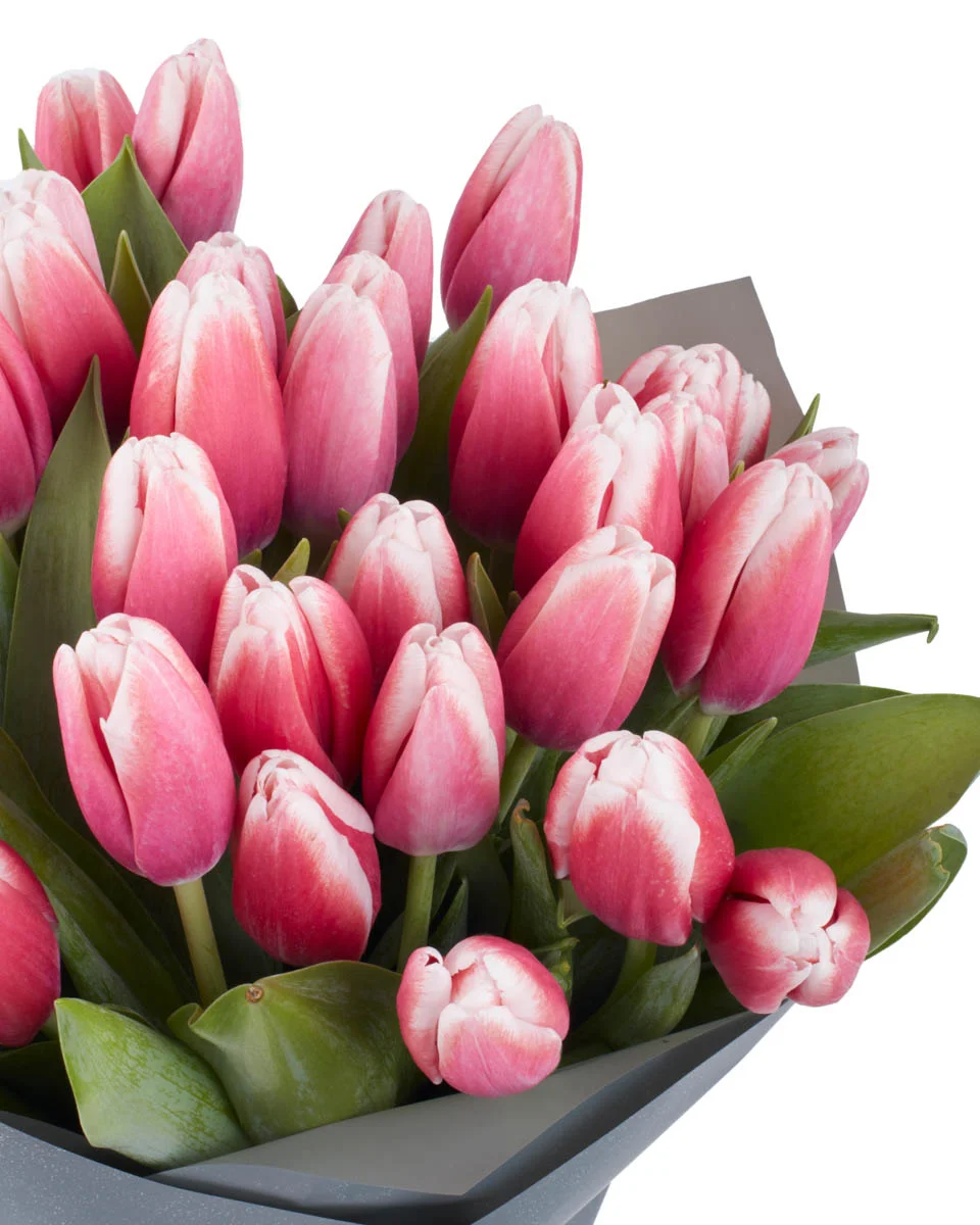 TULIP KISS DetailsIMG 1330 TULIP KISS DetailsIMG 1330