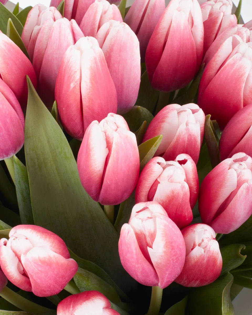 TULIP KISS DetailsIMG 1331 TULIP KISS DetailsIMG 1331