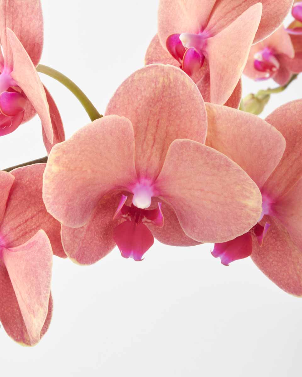 Tangerine on Gold JUNE 17, 2023 2 Tangerine on Gold JUNE 17, 2023 2