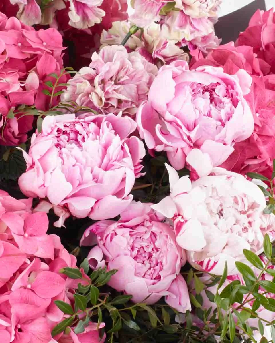 VIBRANT BLOSSOM GRAND 3 VIBRANT BLOSSOM GRAND 3