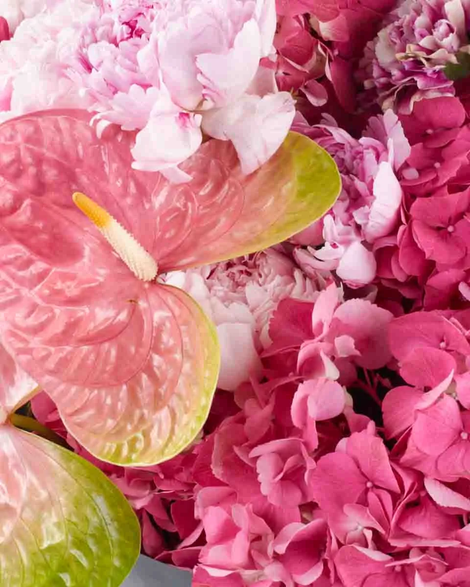 VIBRANT BLOSSOM SUPERB 3 VIBRANT BLOSSOM SUPERB 3